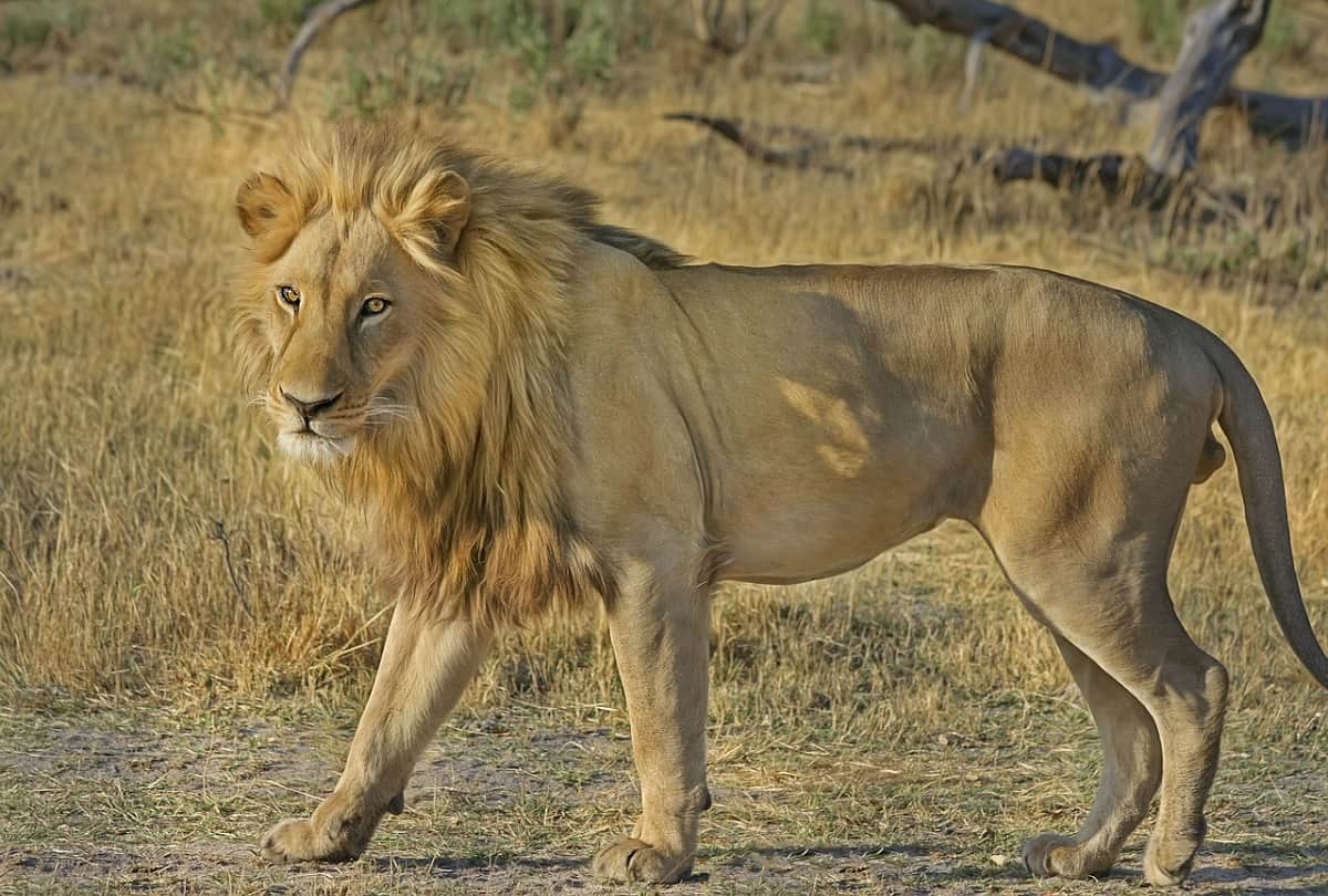 Lion loses testicle after a bloody battle him between lionesses know about reason behind it