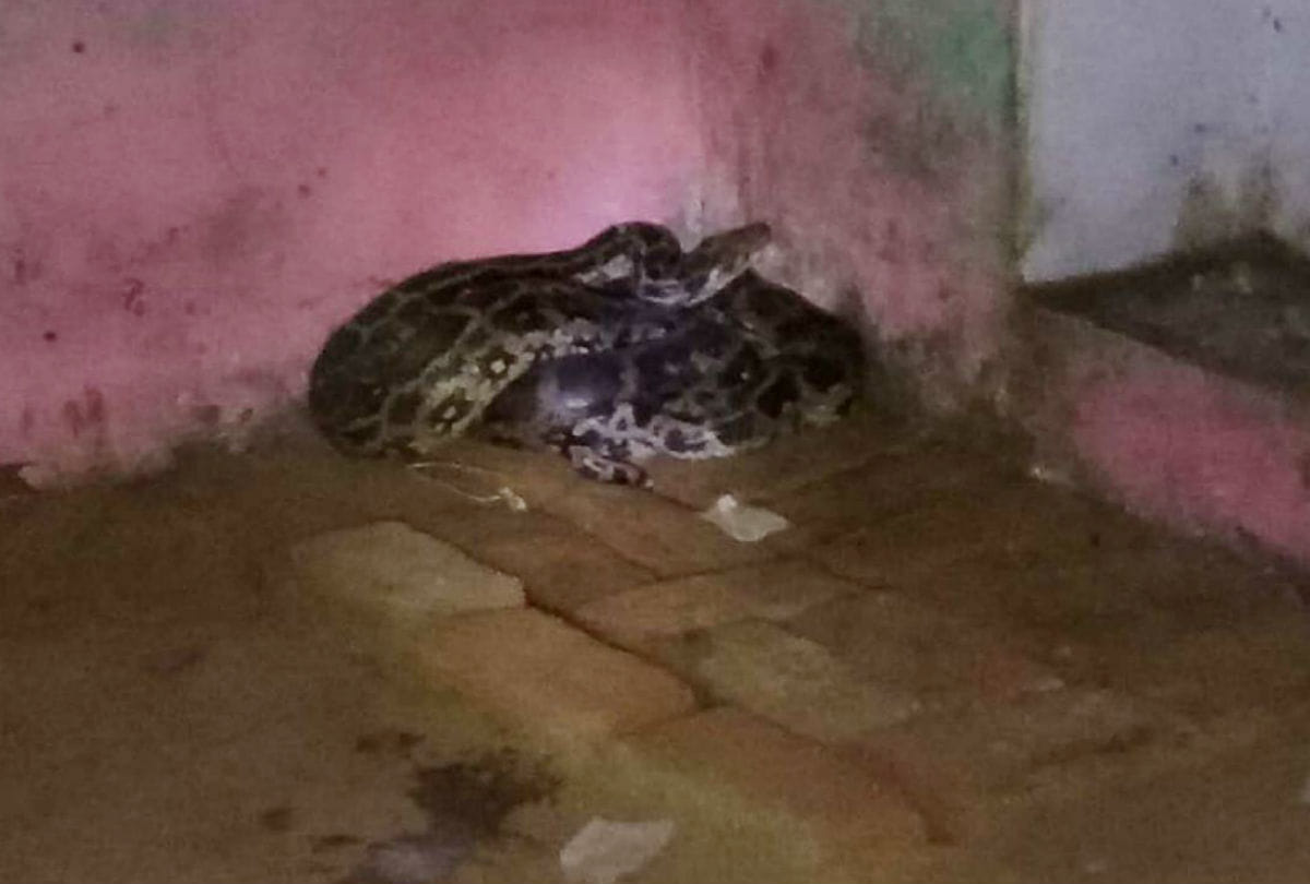 python entered in the house in firozabad