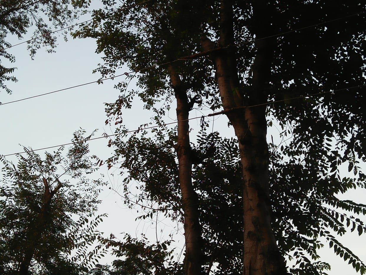 Electrical wires tied to trees, danger of accident