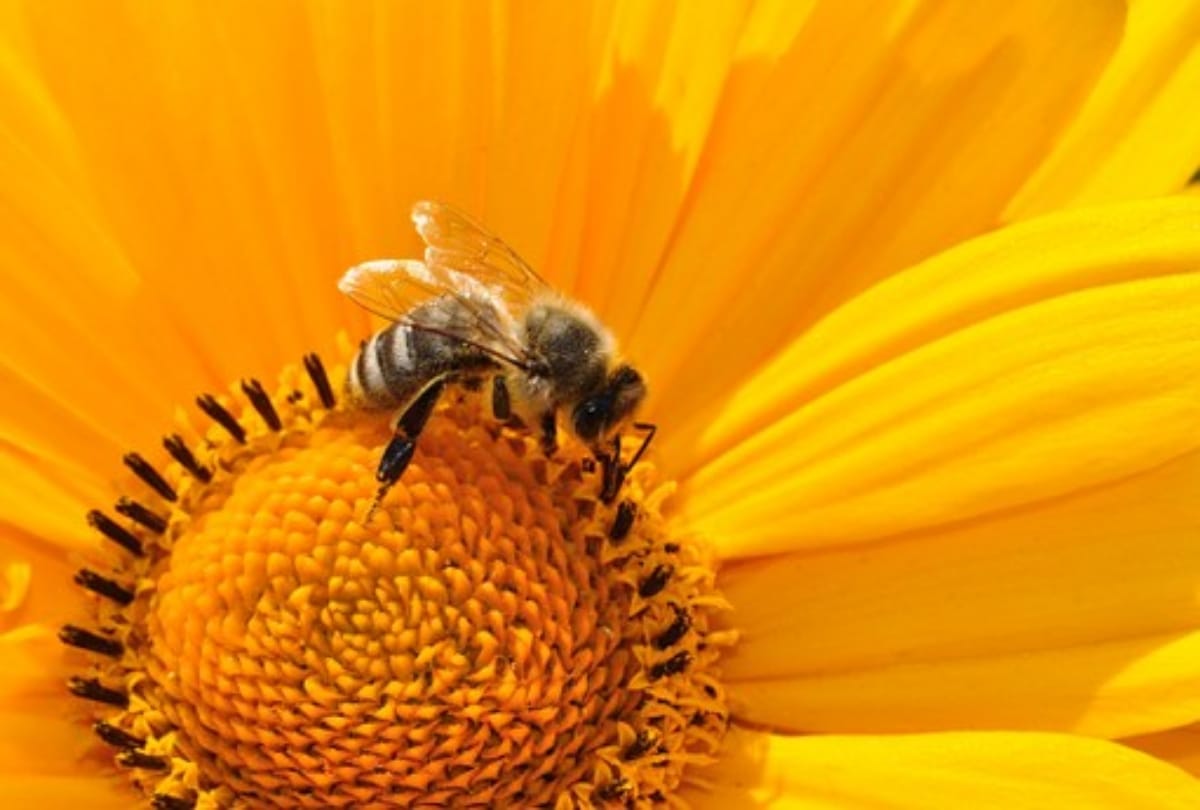 world bee day 200 know history and significance of bee day