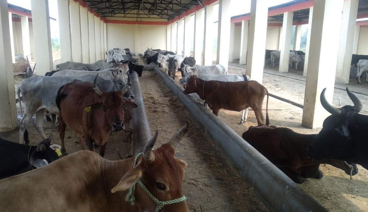 cow shed