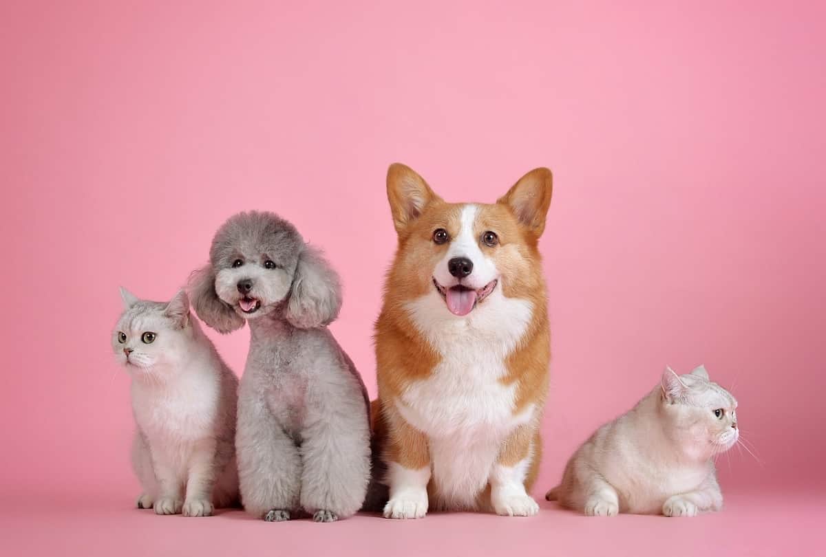 Coronavirus new study in wuhan says More cats may have Covid 19 than believed