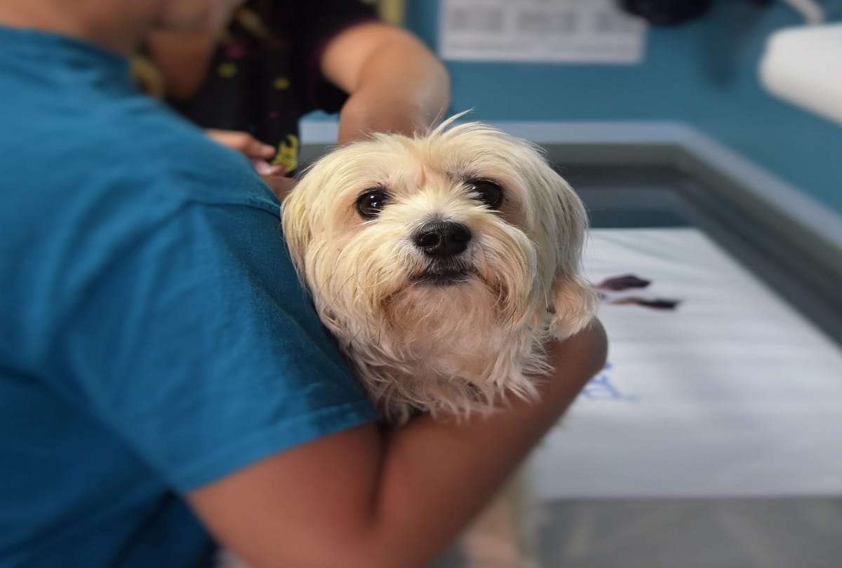 Dogs and cats also donate blood in US and UK Animal blood banks are made here