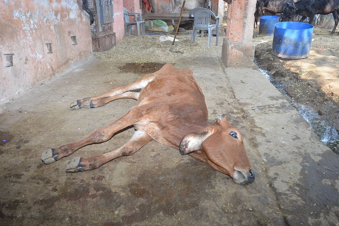 health problem in aryanagar gosala