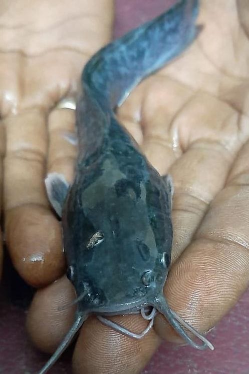 mangur fish