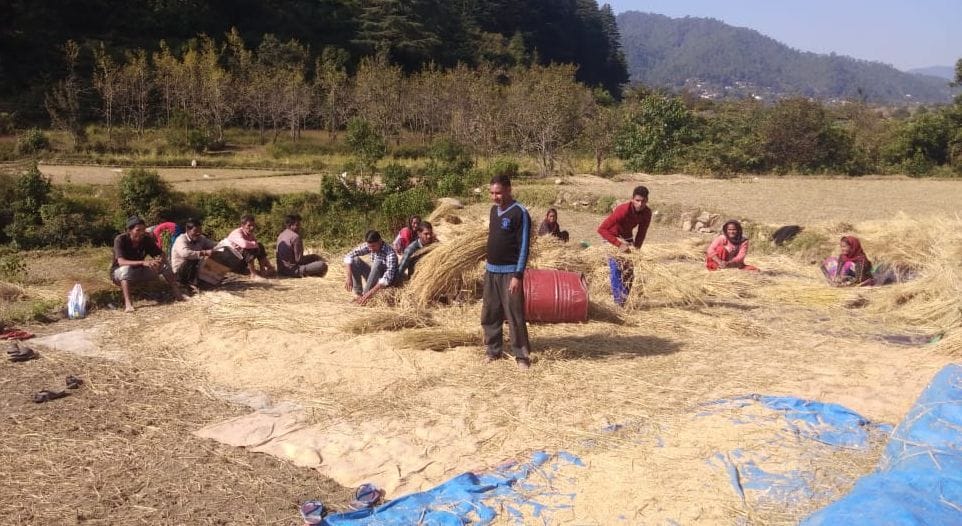 Paddy harvesting work in full swing
