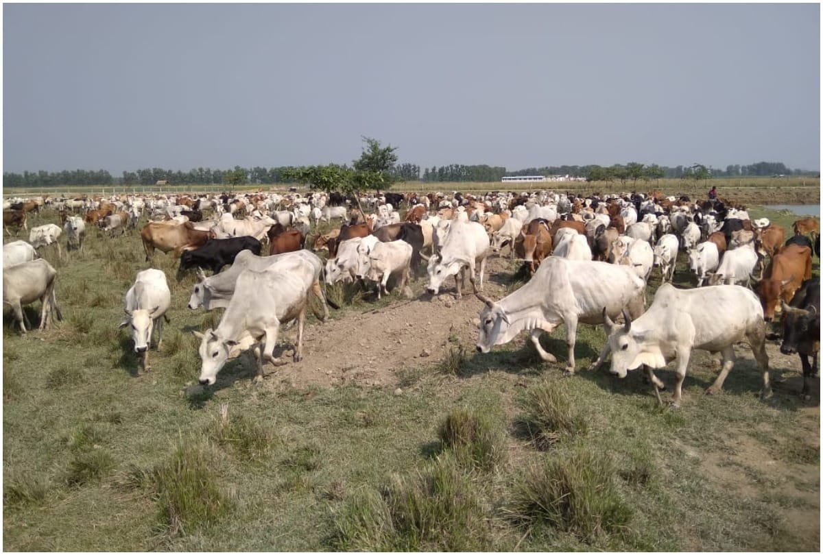 know all about madhavalia Go sadan maharajganj gorakhpur