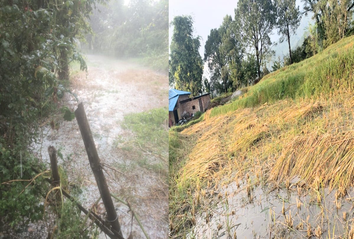 himachal weather report: heavy rainfall recorded in kangra himachal