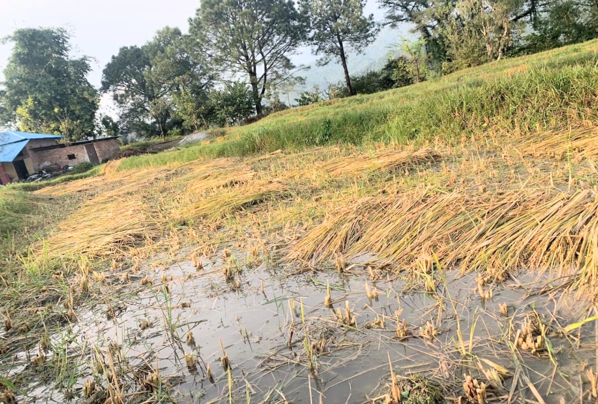 himachal weather report: heavy rainfall recorded in kangra himachal