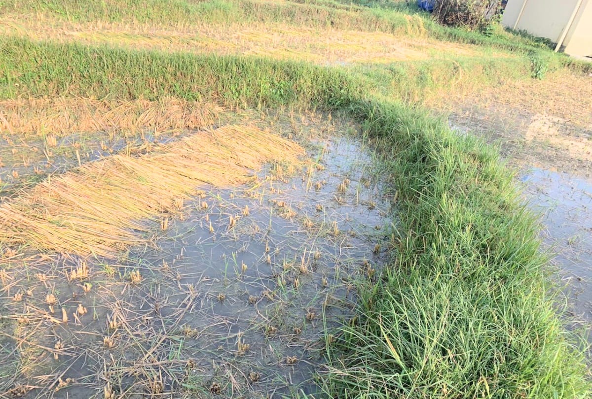 himachal weather report: heavy rainfall recorded in kangra himachal