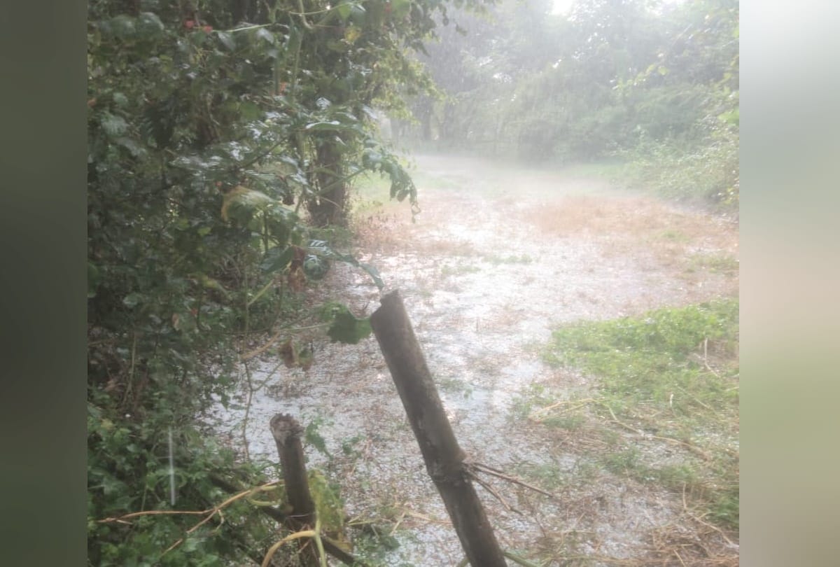 himachal weather report: heavy rainfall recorded in kangra himachal