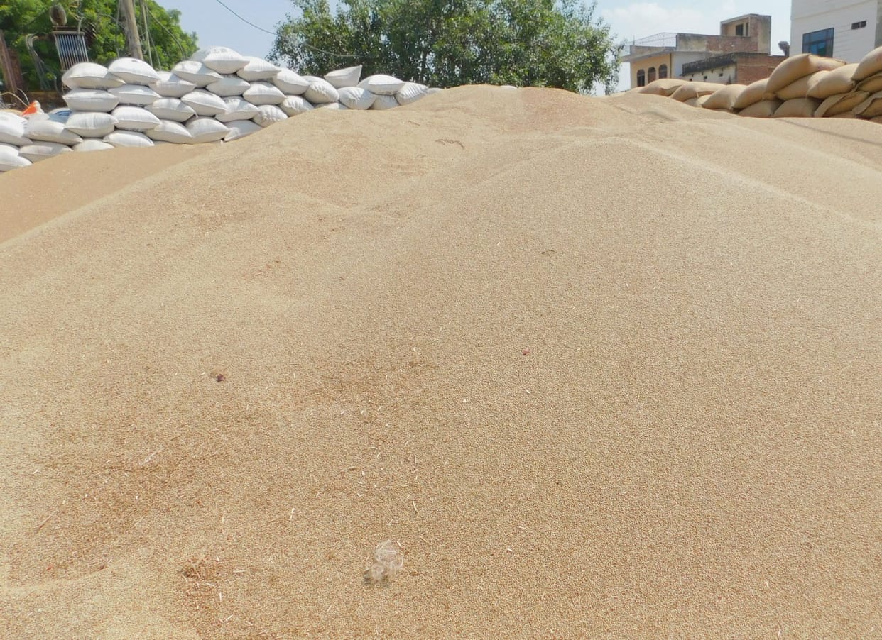 farmar,grain market,Pearl Millet