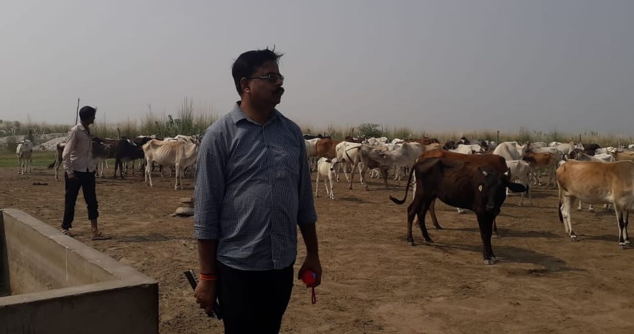 cow