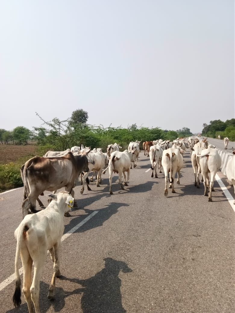Two parties clash in anna animal dispute