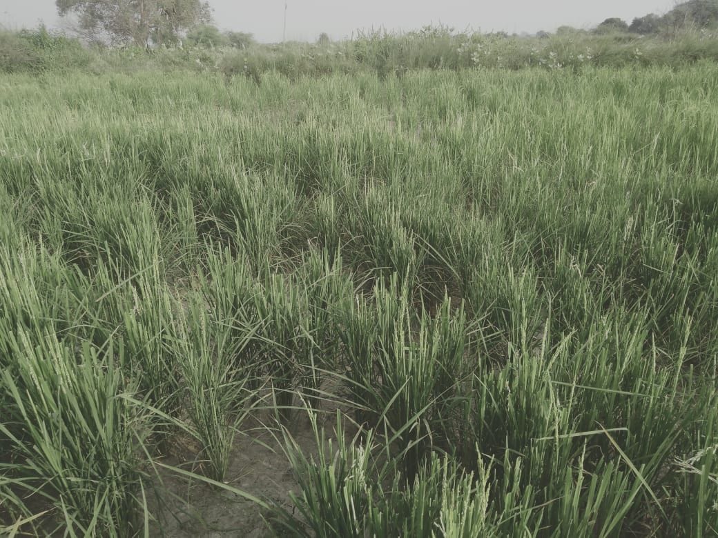 Anna cattle graze 11 bigha crop