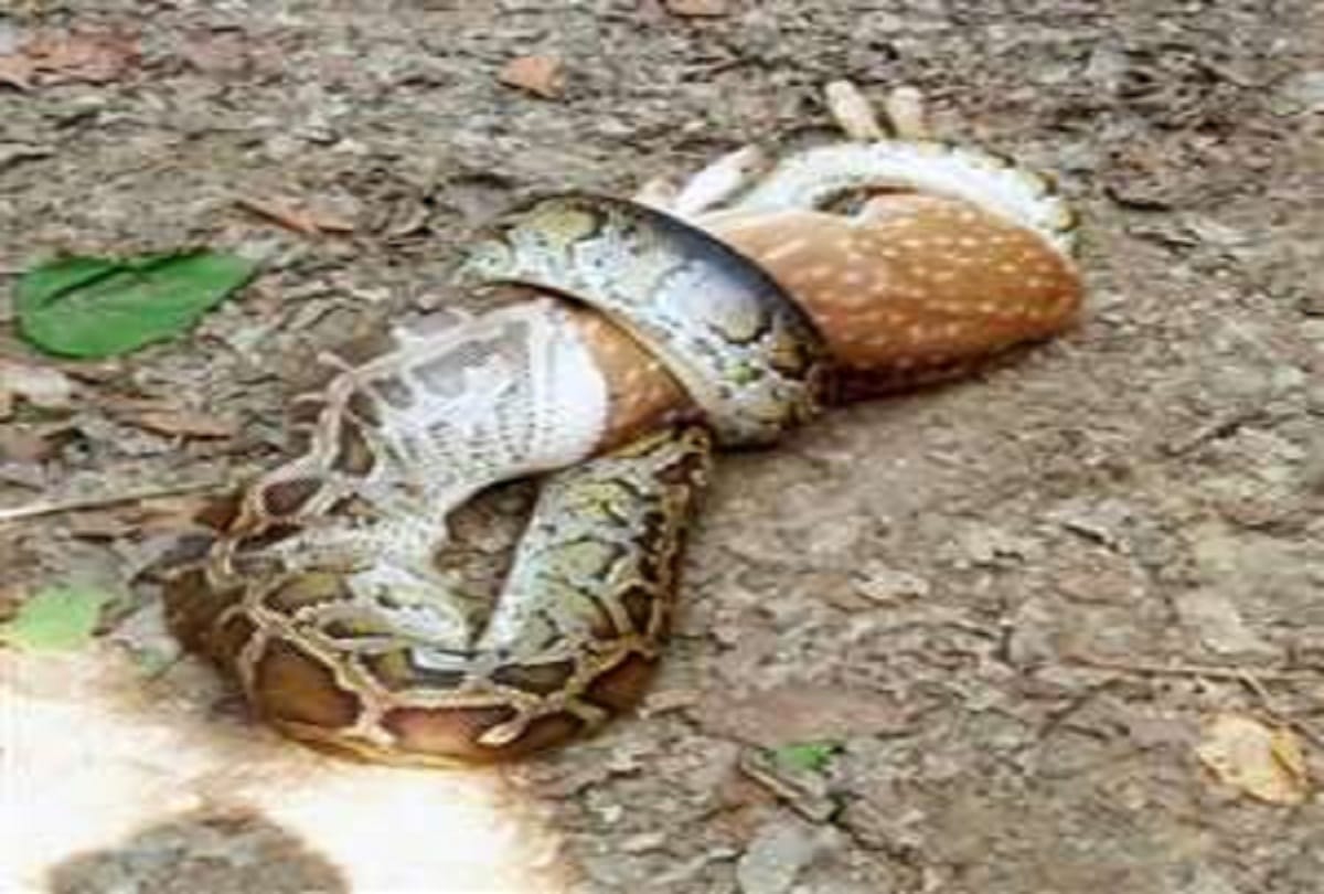 A big snake gulps down the deer in Maharajganj