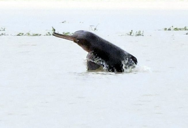 Bijnor: Dolphin clone in Ganges