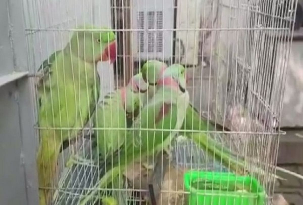 13 parrots were produced before a Delhi court on Wednesday