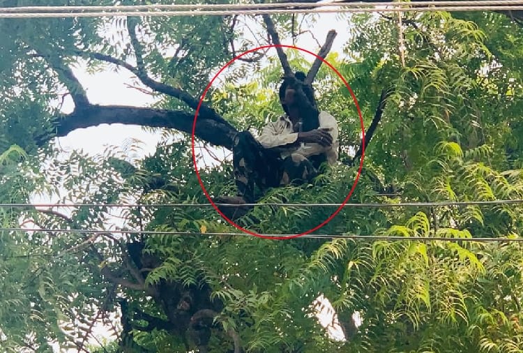A Man Climbed A Tree In Karnal Of Haryana