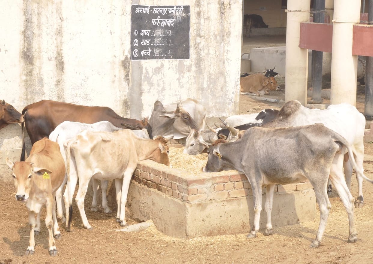 Chaos continues, three cows and dead in cow sheds