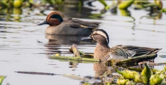 Migratory bird arrived in Okhala bird sanctuary