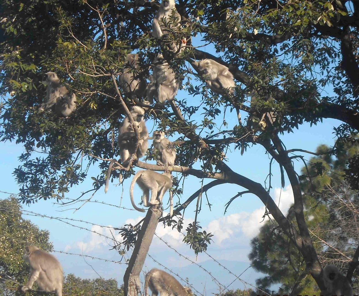 now apes created trouble