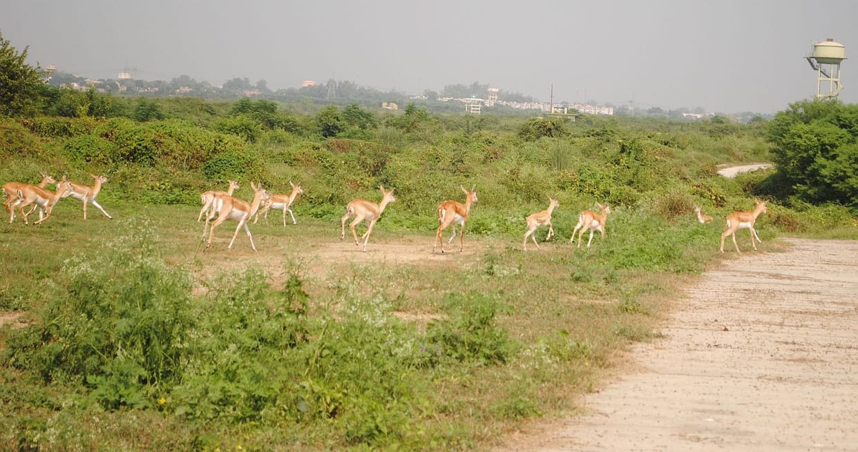 etawah safari