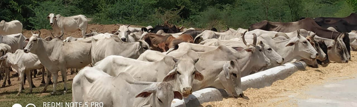 11 cows killed in government-run Gaushalas