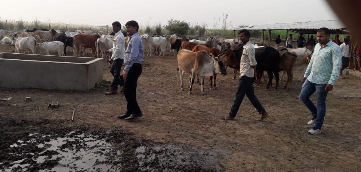 124cow are sick