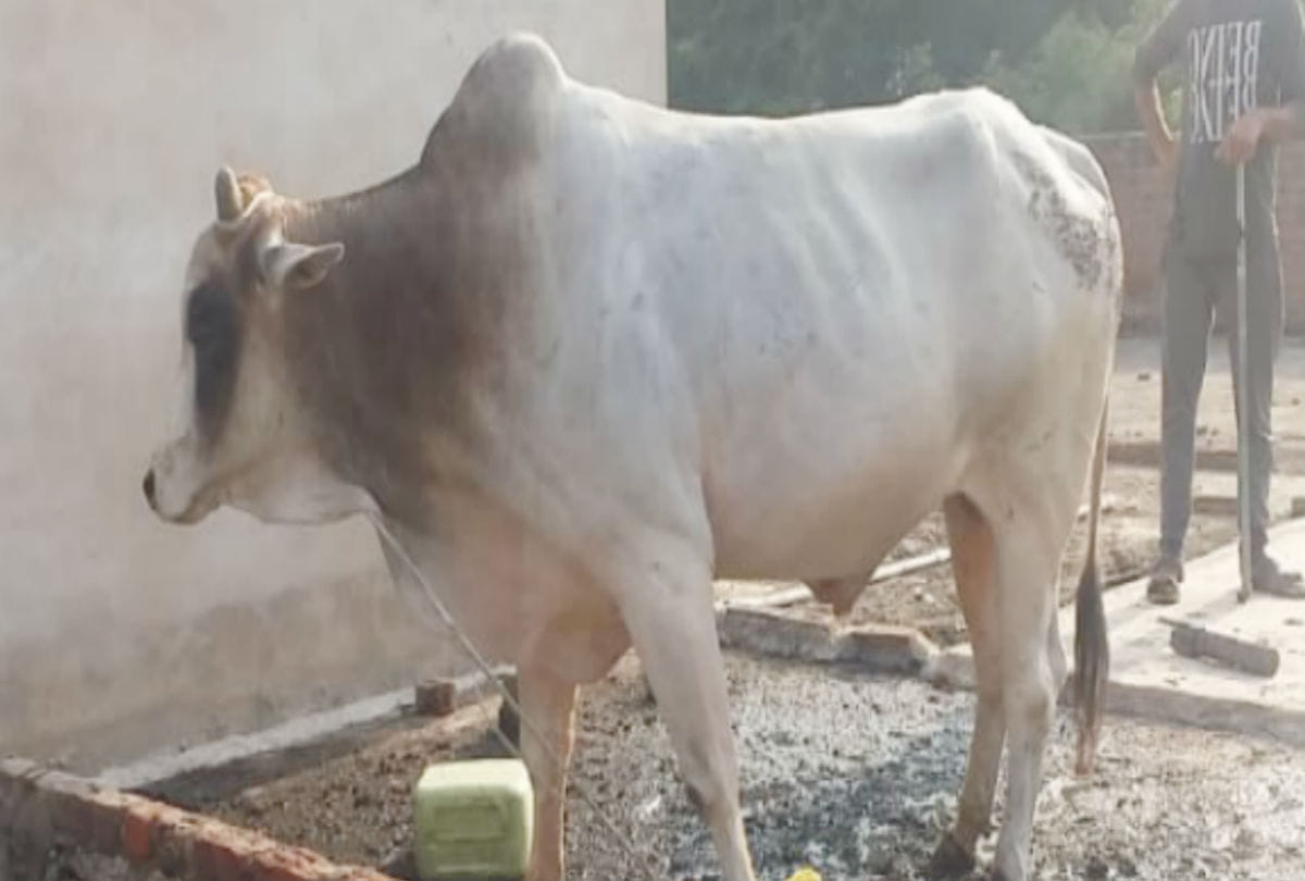 Bull climbed roof of house in firozabad