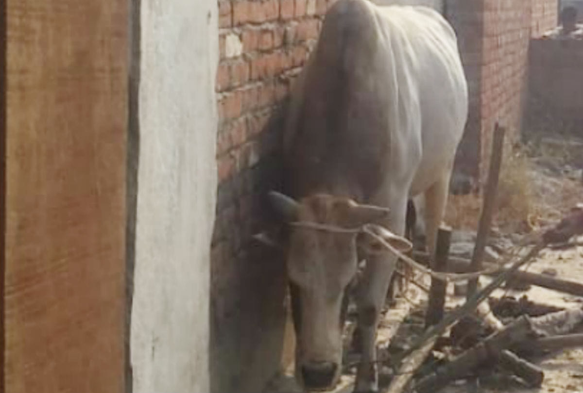 bull was locked in the room died of hunger and thirst in agra