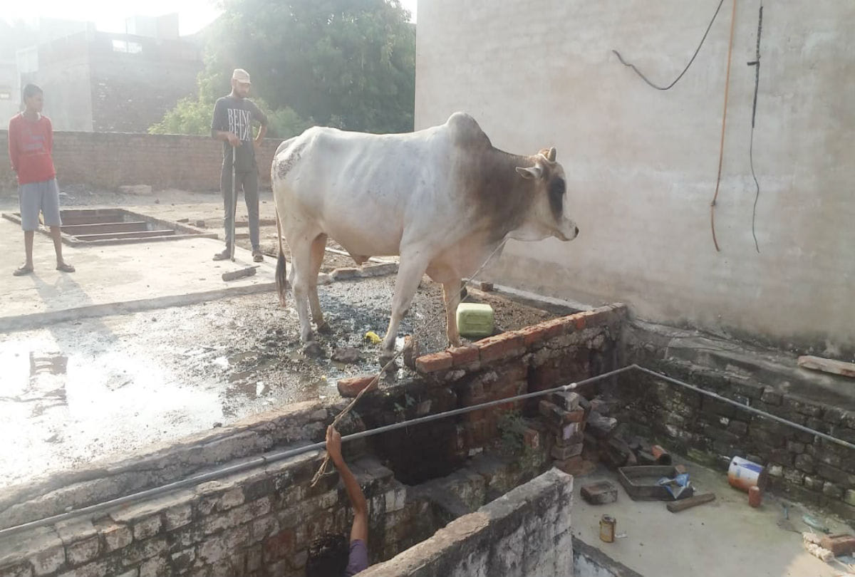 Bull climbed roof of house in firozabad