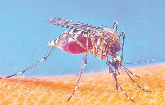 Malaria at 35, dengue in two