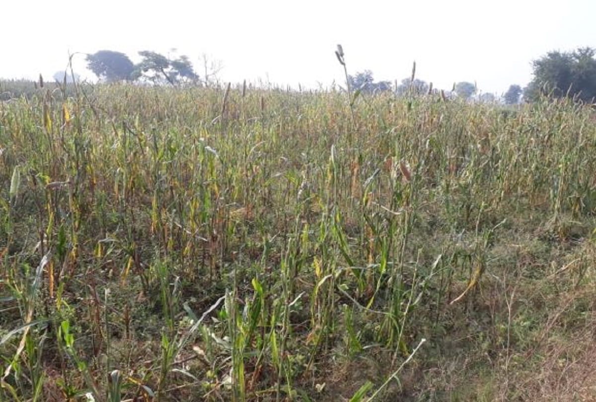 Aligarh:Farmer crop loss commits suicide