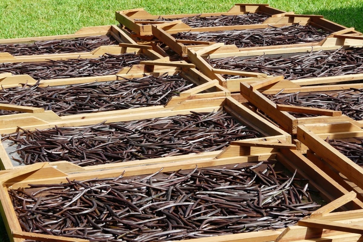 amazing health benefits of vanilla beans