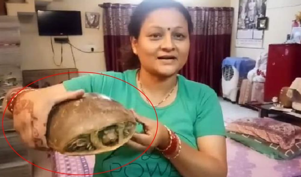 Turtle Found on Road in dehradun