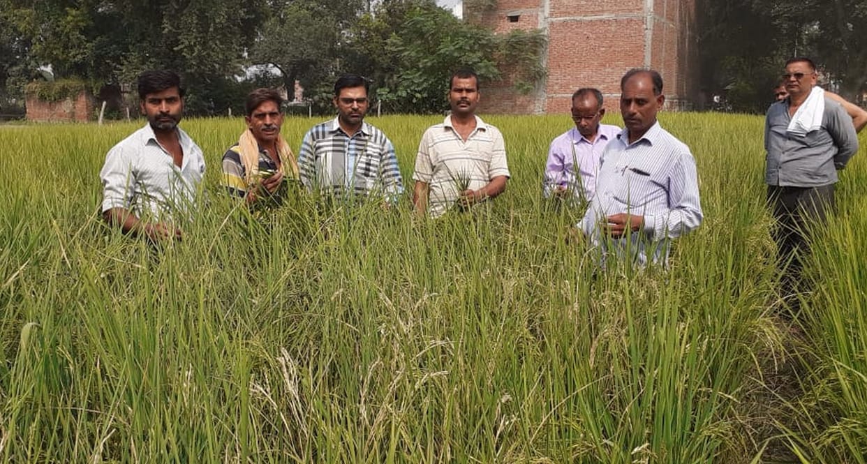 agriculture, rice crope, mainpuri