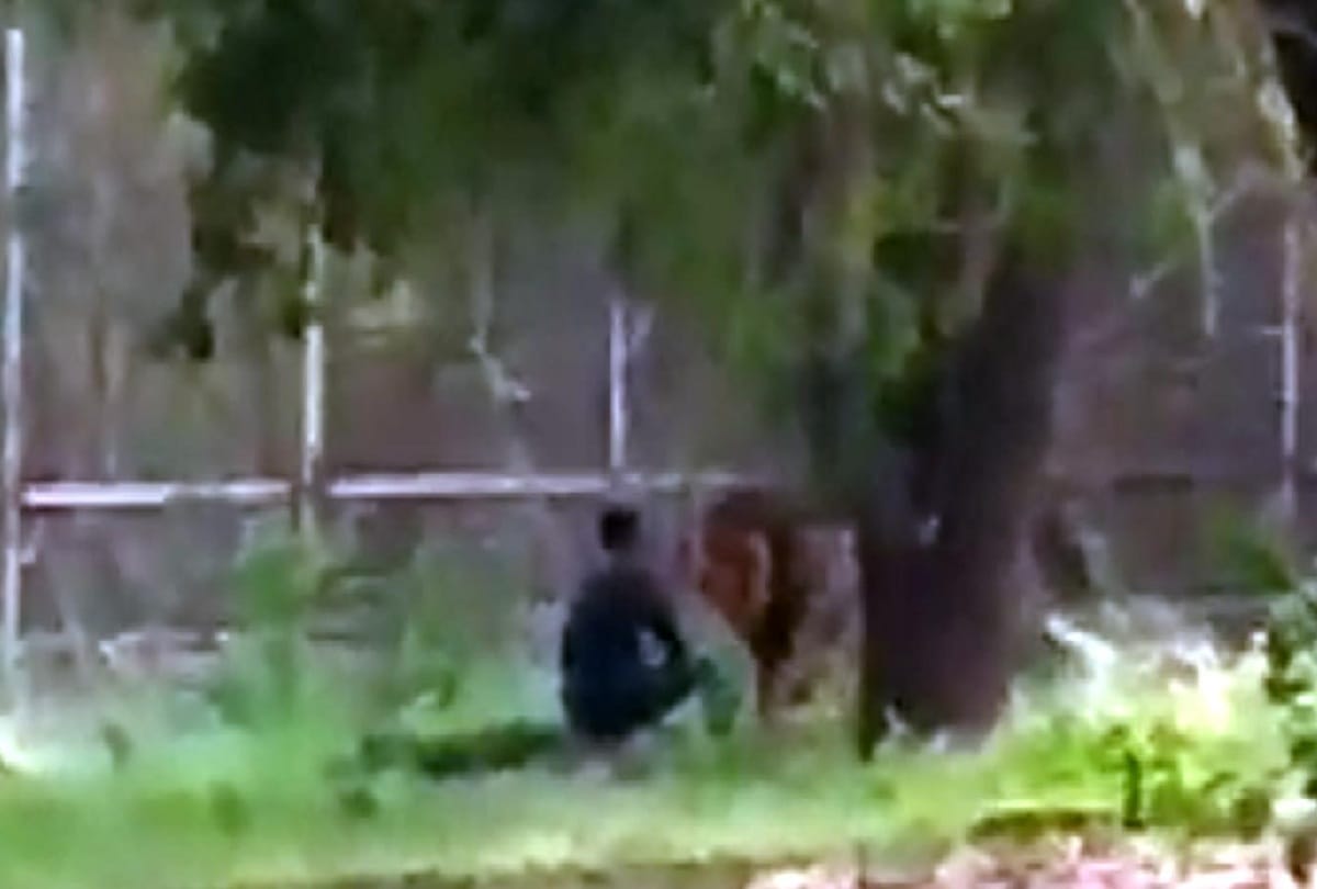 Zoo staff told why lion did not eat man in the enclosure