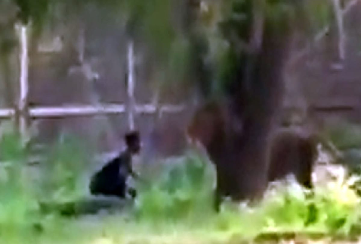 Zoo staff told why lion did not eat man in the enclosure