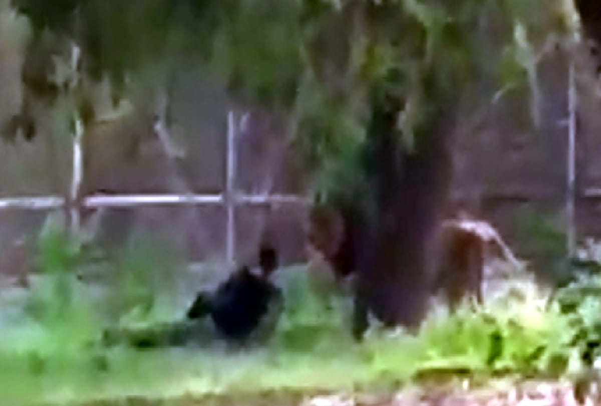 Zoo staff told why lion did not eat man in the enclosure