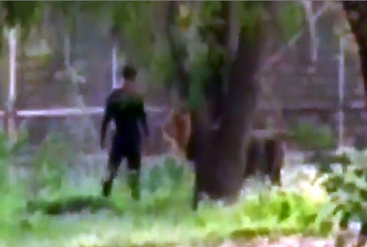Zoo staff told why lion did not eat man in the enclosure