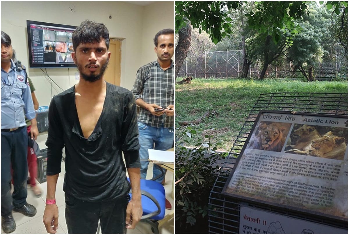 Zoo staff told why lion did not eat man in the enclosure