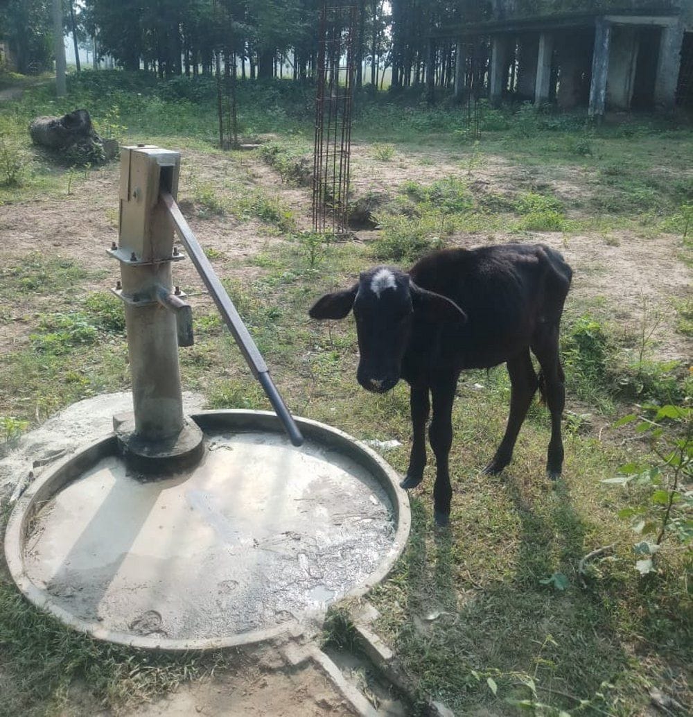 cow kand.