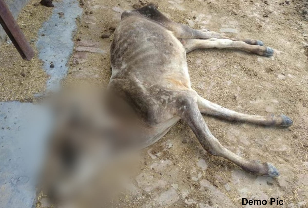 in Madhya Pradesh Gwalior 17 cows kept in room for 20 days die of hunger and thirst shows inhumanity