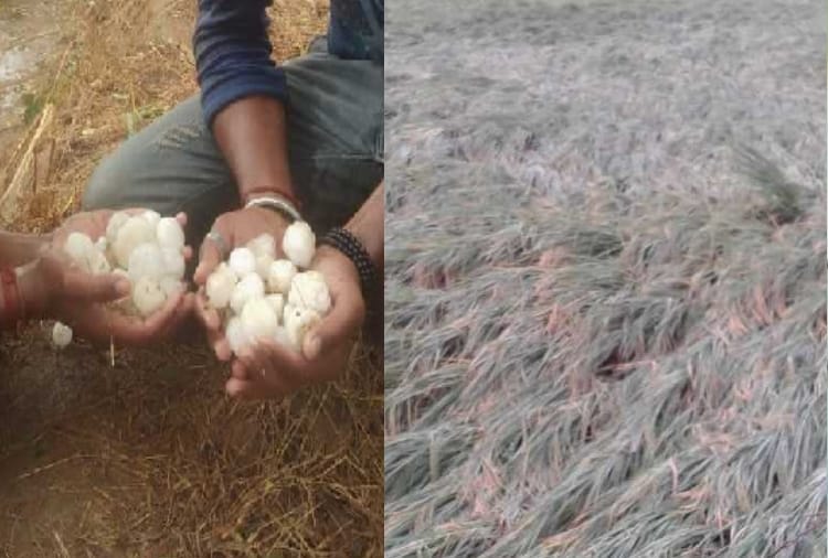 Rain and Hail fall due to western disturbance in Haryana