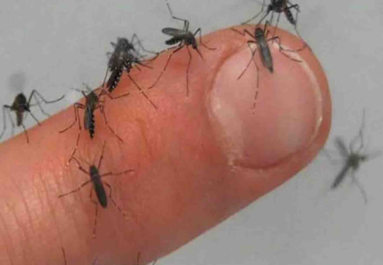Dengue attack on passengers in trains