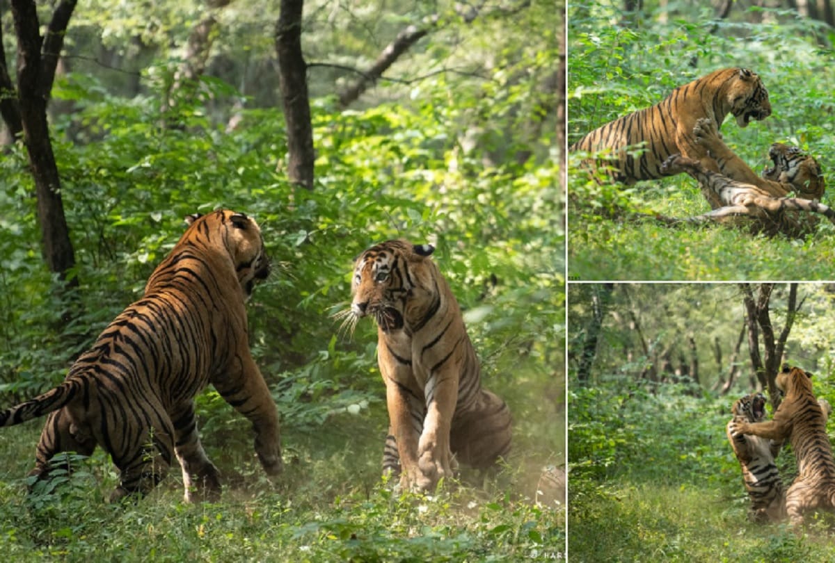 Tigers fight brutal and violent for a tigress in Ranthambore national park video viral