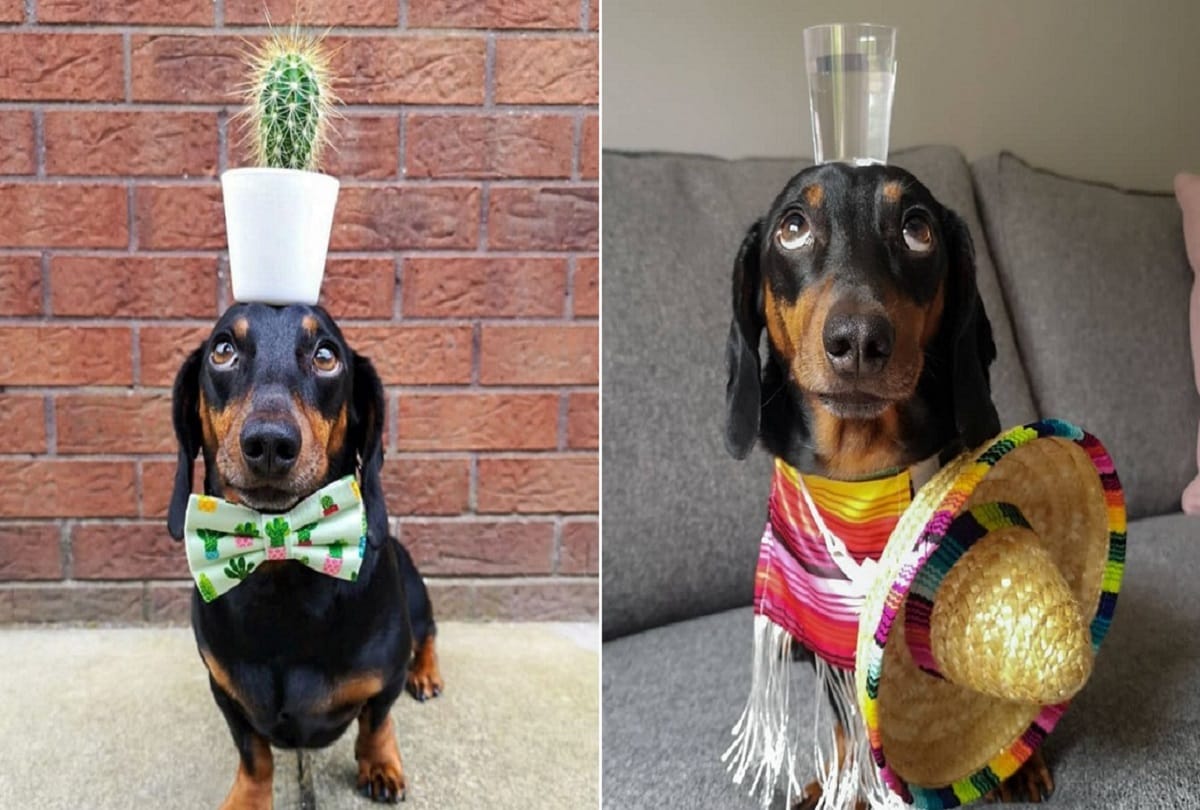 Unique dog who can balance anything on his head video viral