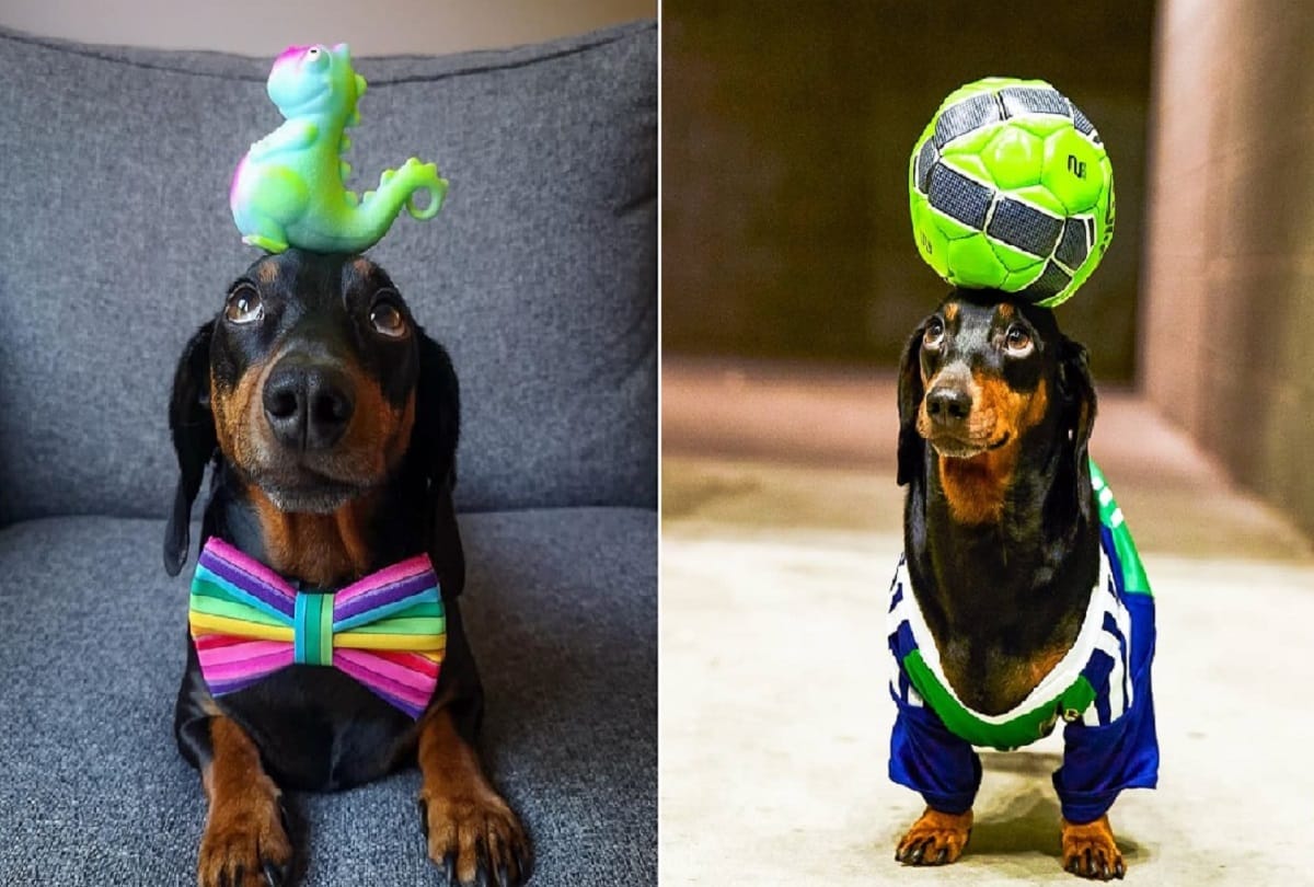 Unique dog who can balance anything on his head video viral