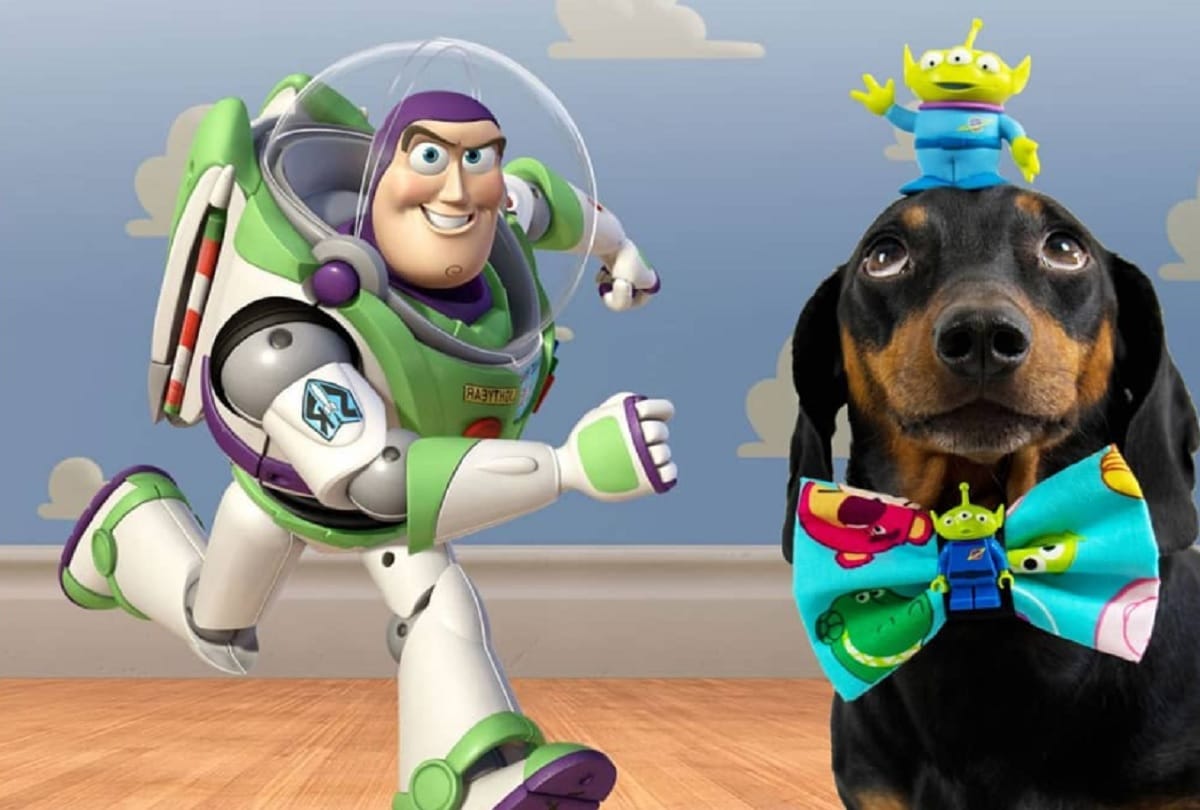 Unique dog who can balance anything on his head video viral